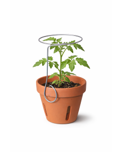Seedling Orchid Ring Stake - Each